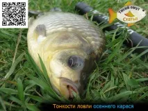 Тонкощі лову осіннього карася - Тихий вир карася