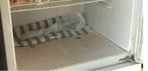 Три способи як зберігати живці винограду взимку (фото) живці