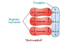 Тригліцериди що це, норма, підвищені, як знизити тригліцериди
