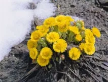 Трав’яний чай, Кропива, Календула, Мати-мачуха, Шавлія, Смачно і корисно на трав