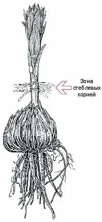 Трубчасті лілії лілій
