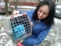 Тверський синій кіт Аватарзнайшов будинок і дбайливу господиню аватарзнайшов