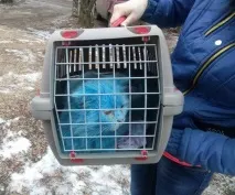 Тверський синій кіт Аватарзнайшов будинок і дбайливу господиню аватарзнайшов