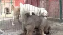 У собаки гнояться очі і не їсть що робити, Наші кішки та собаки їсть