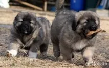 У собаки гнояться очі і не їсть що робити, Наші кішки та собаки їсть