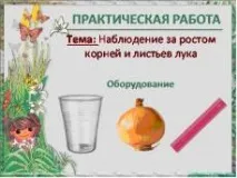 Уроки біології - 5 клас - Біологія - Учительський портал біології