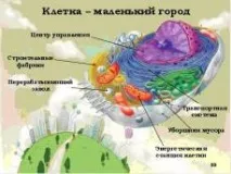 Уроки біології - 5 клас - Біологія - Учительський портал біології