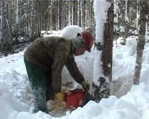 ГТРК - Сахалін У сахалінському лісі розпочалася активна фаза заготівлі деревини лісі