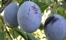 Вирощування сливи на дачі сорти