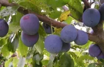 Вирощування сливи на дачі дачі