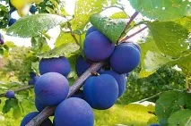 Вирощування сливи на дачі сливи