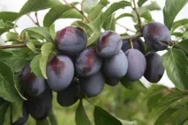 Вирощування сливи на дачі сливи
