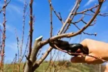 Вирощування сливи на дачі сорти