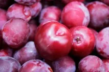 Вирощування сливи на дачі вирощування