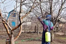 Вирощування сливи на дачі дачі