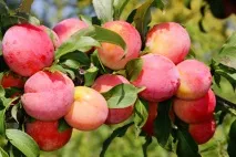 Вирощування сливи на дачі сливи