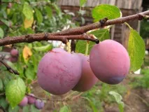 Вирощування сливи на дачі вирощування