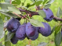 Вирощування сливи на дачі сорти