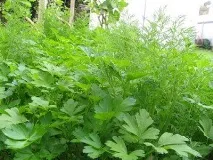 Вирощування кропу на продаж у теплиці відео-інструкція як виростити своїми руками, ціна, фото, кропу
