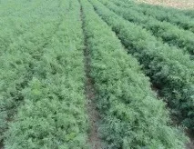 Вирощування кропу на продаж у теплиці відео-інструкція як виростити своїми руками, ціна, фото, вирощування