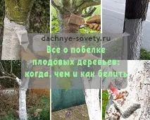 Вирощування овочів та фруктів на дачі, Дачні поради городникам та садівникам дачні