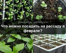 Вирощування овочів та фруктів на дачі, Дачні поради городникам та садівникам фруктів