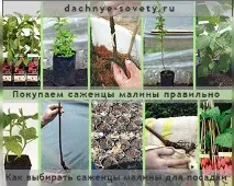 Вирощування овочів та фруктів на дачі, Дачні поради городникам та садівникам дачі