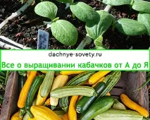 Вирощування овочів та фруктів на дачі, Дачні поради городникам та садівникам вирощування