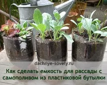 Вирощування овочів та фруктів на дачі, Дачні поради городникам та садівникам дачі