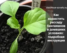 Вирощування овочів та фруктів на дачі, Дачні поради городникам та садівникам овочів