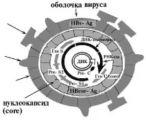 вирус