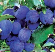 Вирощування сливи на дачі сорти