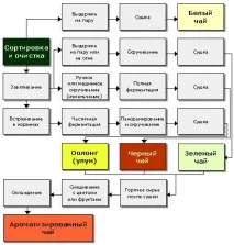 Види та класифікація чаю за типами - Чайна Правда типами