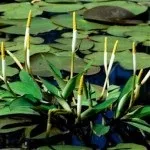 водойма
