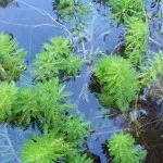 водойма