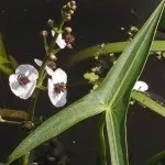 водойм