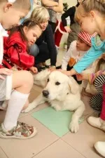 Владивосток, У методі реабілітації дітей за участю собак головна роль людини - БезФормату владивосток