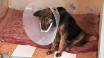 Волонтери розповіли про юних живодерів на цвинтарі під Курськом розповіли