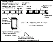 вторичен