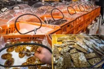 Всім санкціям на зло що купують українці у фінських супермаркетах - НОВИНИ У ФОТОГРАФІЯХ всім