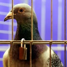 Основні правила утримання в домашніх умовах правила