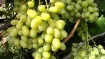 Хлороз винограду види, лікування, профілактика захворювання лікування