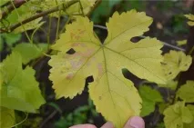 Хлороз винограду види, лікування, профілактика захворювання лікування