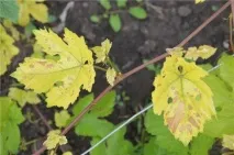 Хлороз винограду види, лікування, профілактика захворювання винограду