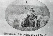Південноукраїнська вівчарка вівчарки
