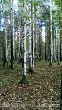 Забронювати базу відпочинку Зелений вогник - ціни на турбазу Зелений вогник забронювати