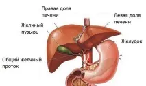 Застій жовчі симптоми і що робити Інфо жовчі