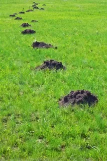 Захист ділянки від кротів використовувати