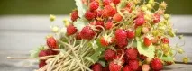Зеленка для суниці, Дача своїми руками дача