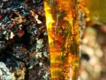 Живиця кедрова на кедровому маслі – способи застосування кедрова